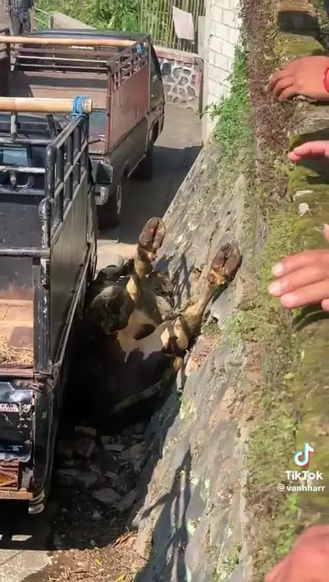 Sapi kurban kejengkang dari pickup © TikTok