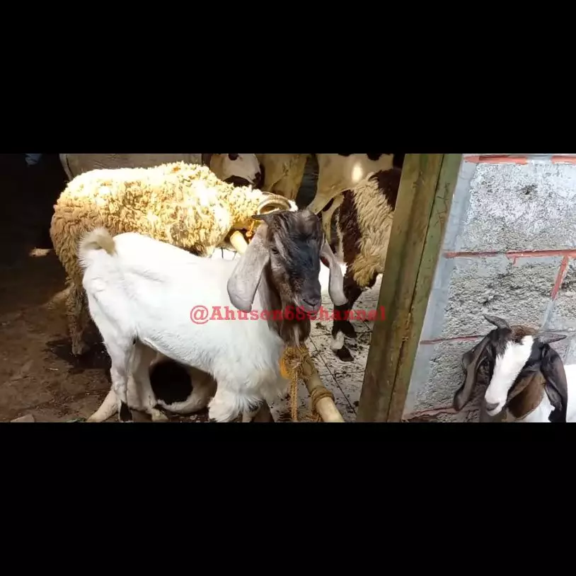 Tanpa perlu dibakar, ini cara praktis membersihkan kepala kambing sebelum diolah jadi masakan