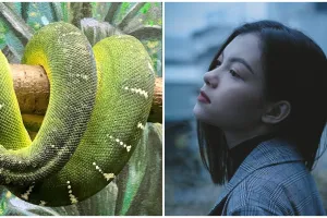 11 Arti mimpi melihat ular besar dalam Islam, bisa jadi sebuah peringatan