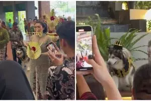 Momen orang kaya gabut gelar pernikahan mewah untuk sepasang anjingnya, bujet resepsinya Rp 200 juta