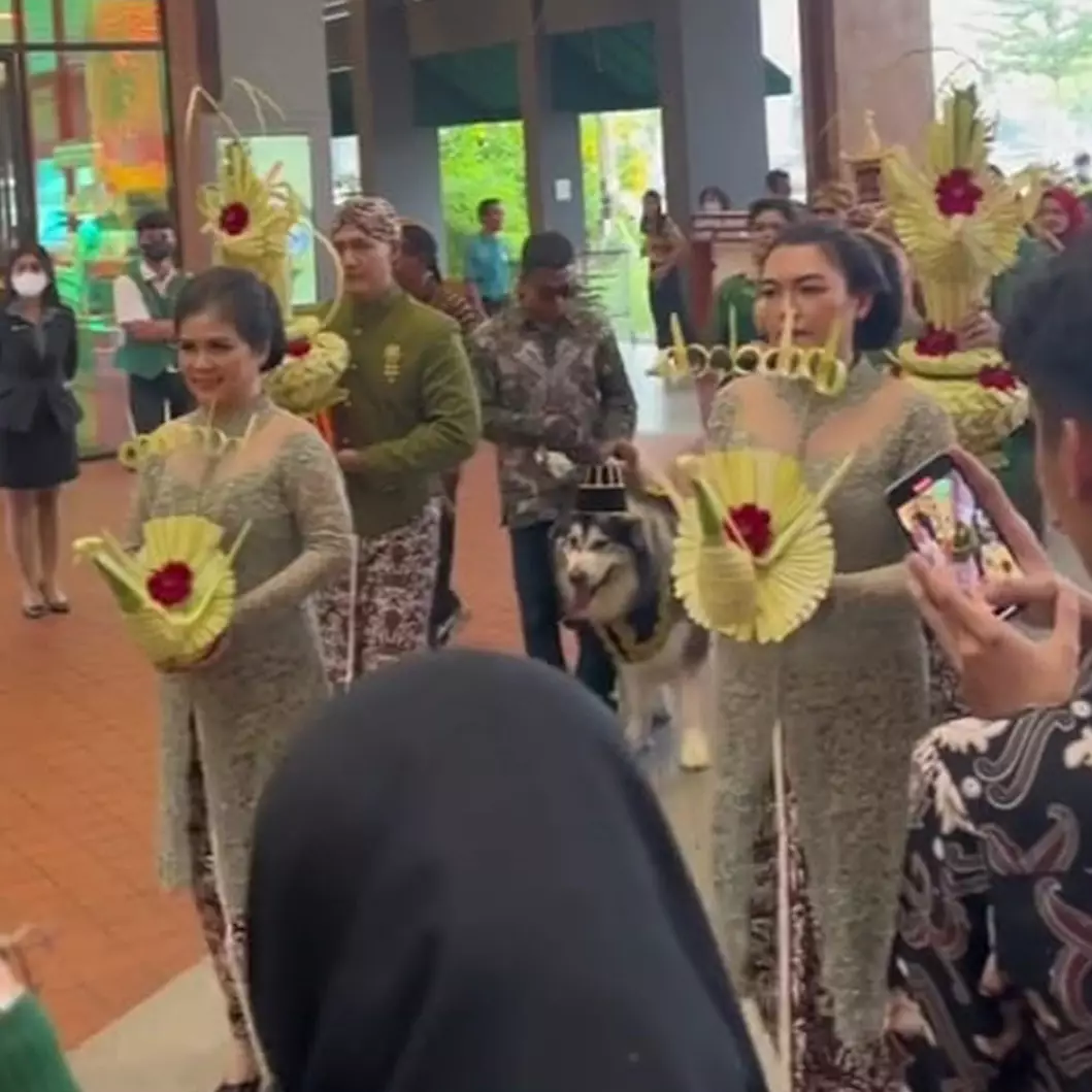 Momen orang kaya gabut gelar pernikahan mewah untuk sepasang anjingnya, bujet resepsinya Rp 200 juta