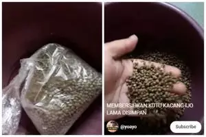 Bukan disimpan bareng rempah, ini cara simpel mengusir kutu pada kacang hijau