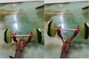 11 Potret kocak penampakan di atas wajan ini lihatnya jadi geli sendiri, nggak kuat nahan nyengir