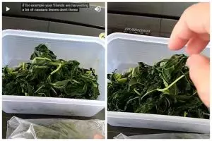 Pakai 1 bumbu dapur, ini trik simpan daun singkong rebus agar tak busuk dan tetap hijau berbulan-bulan