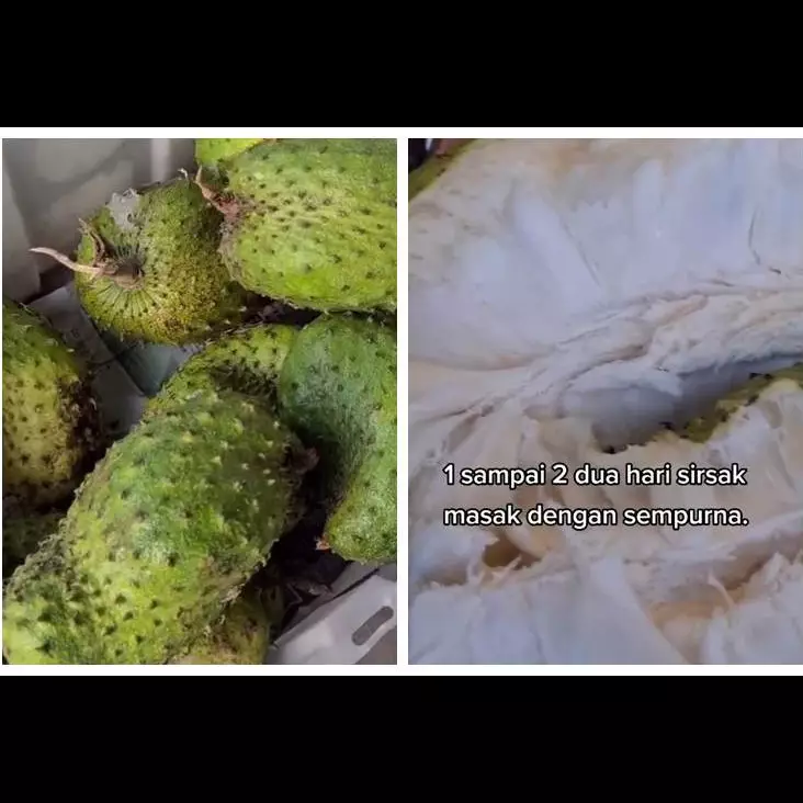 Trik mematangkan sirsak pakai 1 bahan, hasilnya lebih manis dan empuk dalam waktu 2 hari