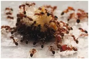 Cara warganet usir semut di tempat penyimpanan beras ini antimainstream pakai 1 jenis produk bayi