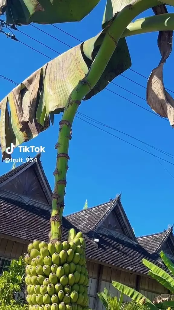 pohon pisang mirip di upin ipin © TikTok pohon pisang mirip di upin ipin © TikTok