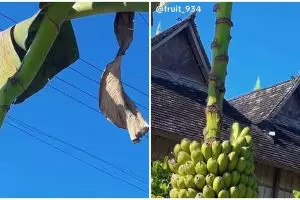 Ternyata pohon pisang seribu Upin Ipin juga ada di dunia nyata, penampakannya bikin melongo