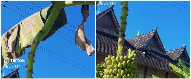 Ternyata pohon pisang seribu Upin Ipin juga ada di dunia nyata, penampakannya bikin melongo