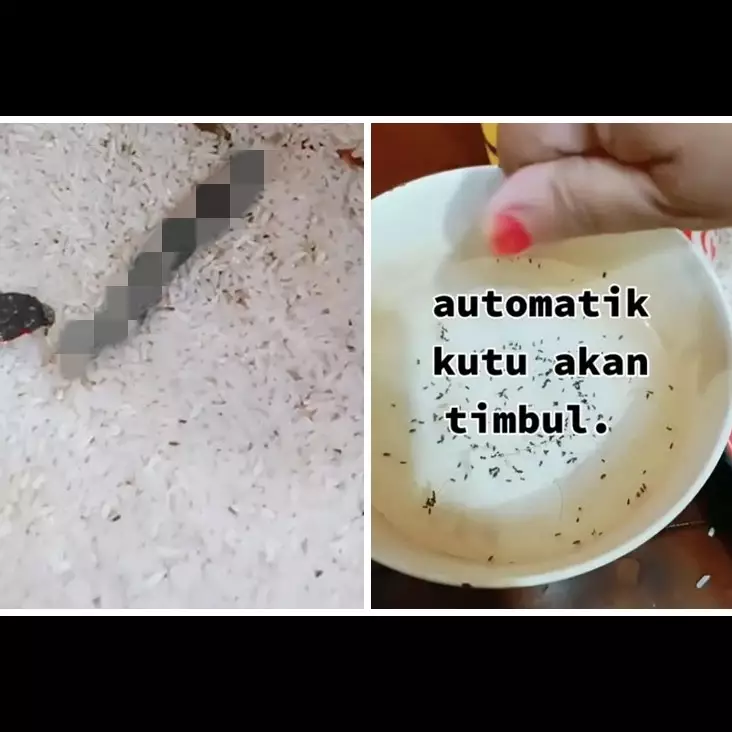 Pakai 1 bumbu masak, ini trik cepat mengusir kutu beras agar layak dipakai lagi