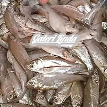 Cukup 15 menit, begini cara praktis hilangkan formalin pengawet pada ikan segar agar aman dikonsumsi