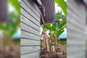 Rumah kayu tampak sederhana menipu mata, 9 potret dalamnya estetik pol dengan interior serba pink