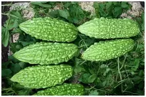 Jangan cuma pakai garam, ini cara mengurangi pahit pare ditambah 1 bumbu dapur tanpa direbus