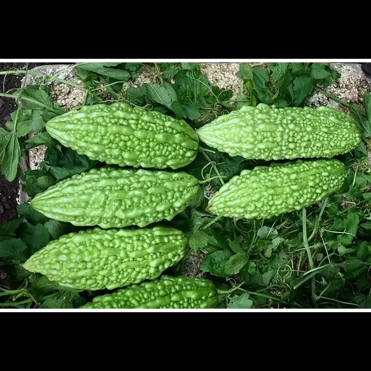 Jangan cuma pakai garam, ini cara mengurangi pahit pare ditambah 1 bumbu dapur tanpa direbus