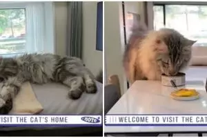 Begini jadinya kalau rumah kucing lebih mewah dari hunian manusia, 11 penampakannya bikin terpana