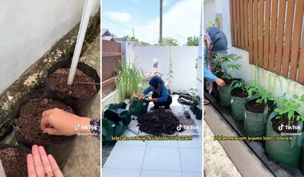 berkebun dilahan sempit rumah © TikTok