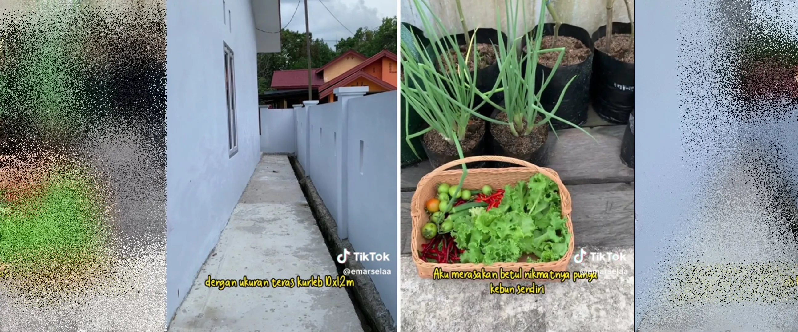 Bisa hemat uang makan, wanita ini tanam beragam sayur di lahan kurang dari 1 meter samping rumah