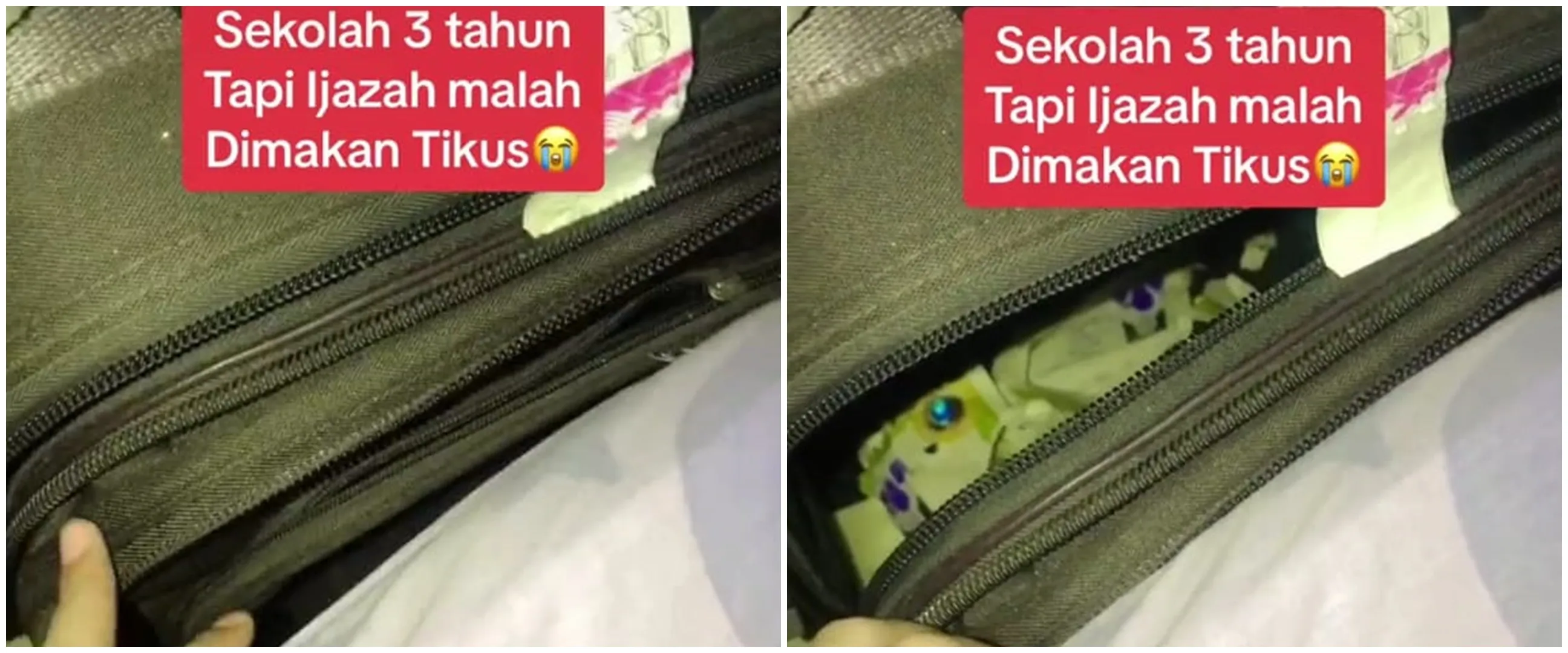 Capek-capek sekolah 3 tahun ijazah malah dimakan tikus, penampakannya bikin nyesek