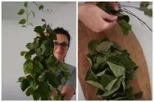 Tanpa oven atau dijemur, ini trik mengeringkan daun salam supaya tetap hijau dan awet wangi