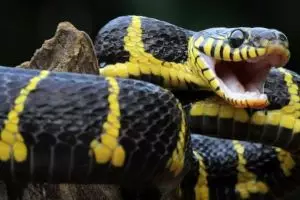 Sering diabaikan, ternyata pola dinding batu bata ini bisa dimanfaatkan ular sebagai tangga