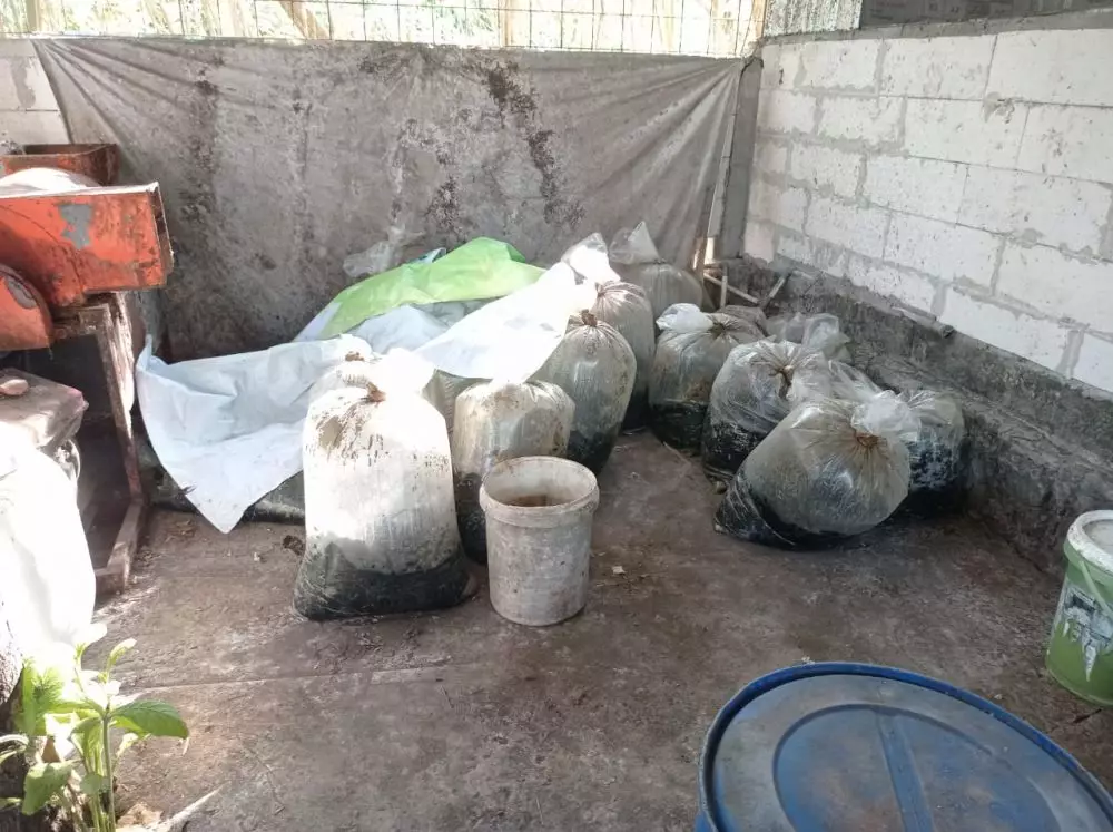 kandang maggot jogja © 2023 brilio.net