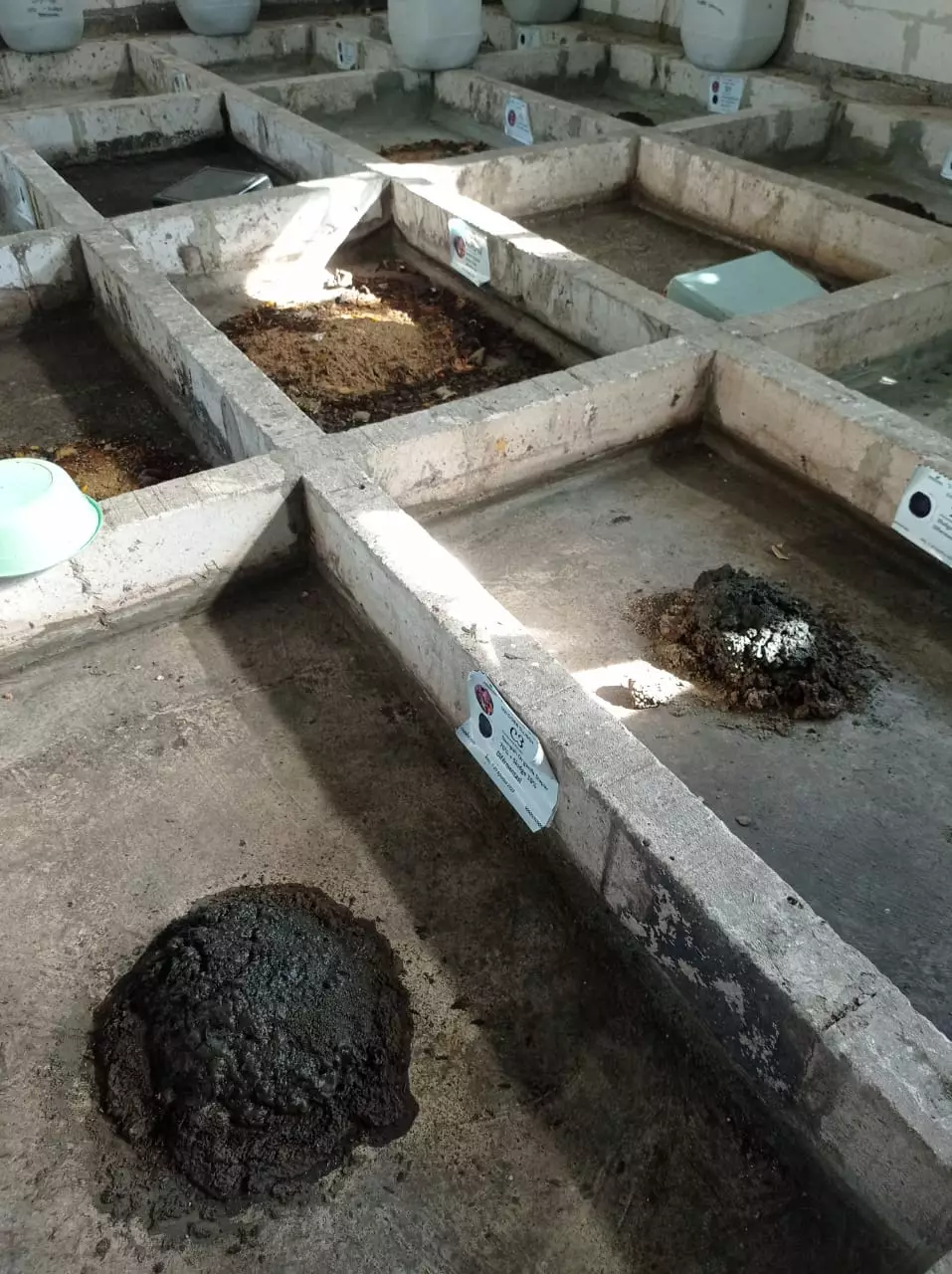 kandang maggot jogja © 2023 brilio.net