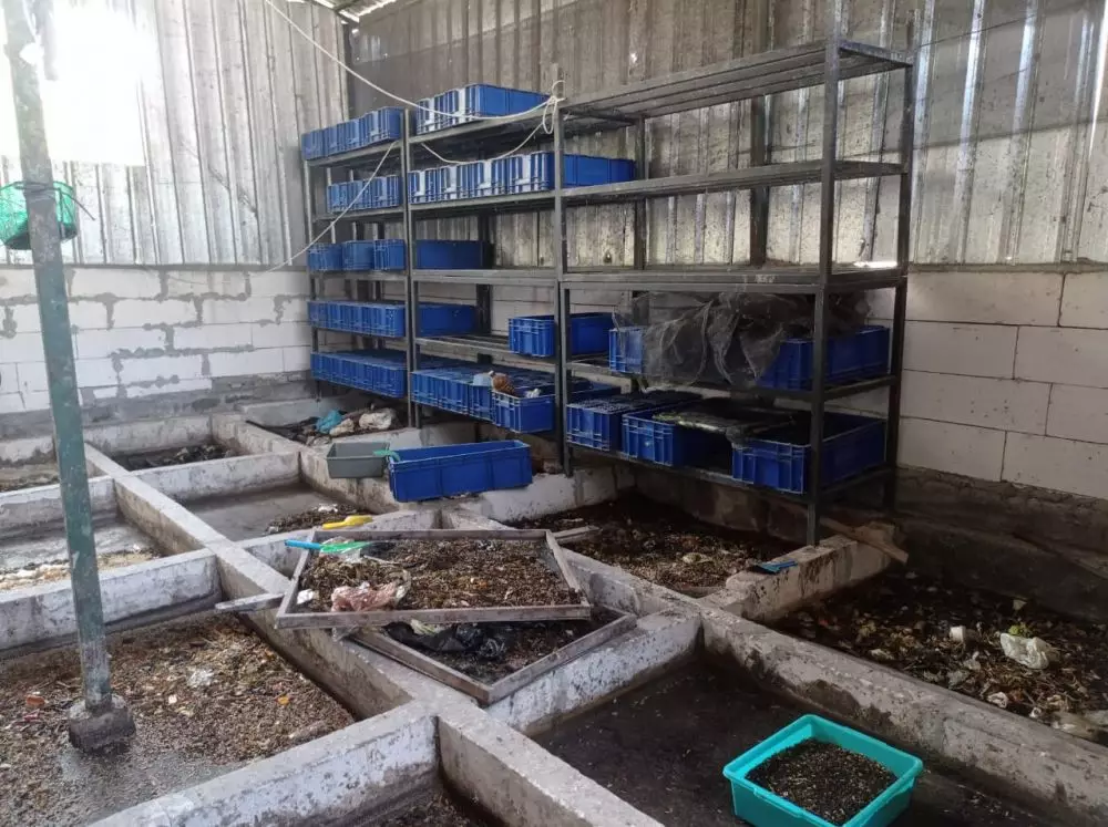 kandang maggot jogja © 2023 brilio.net