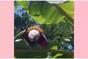 11 Potret kocak penampakan pohon pisang ini sekilas bikin kaget, endingnya malah nyengir