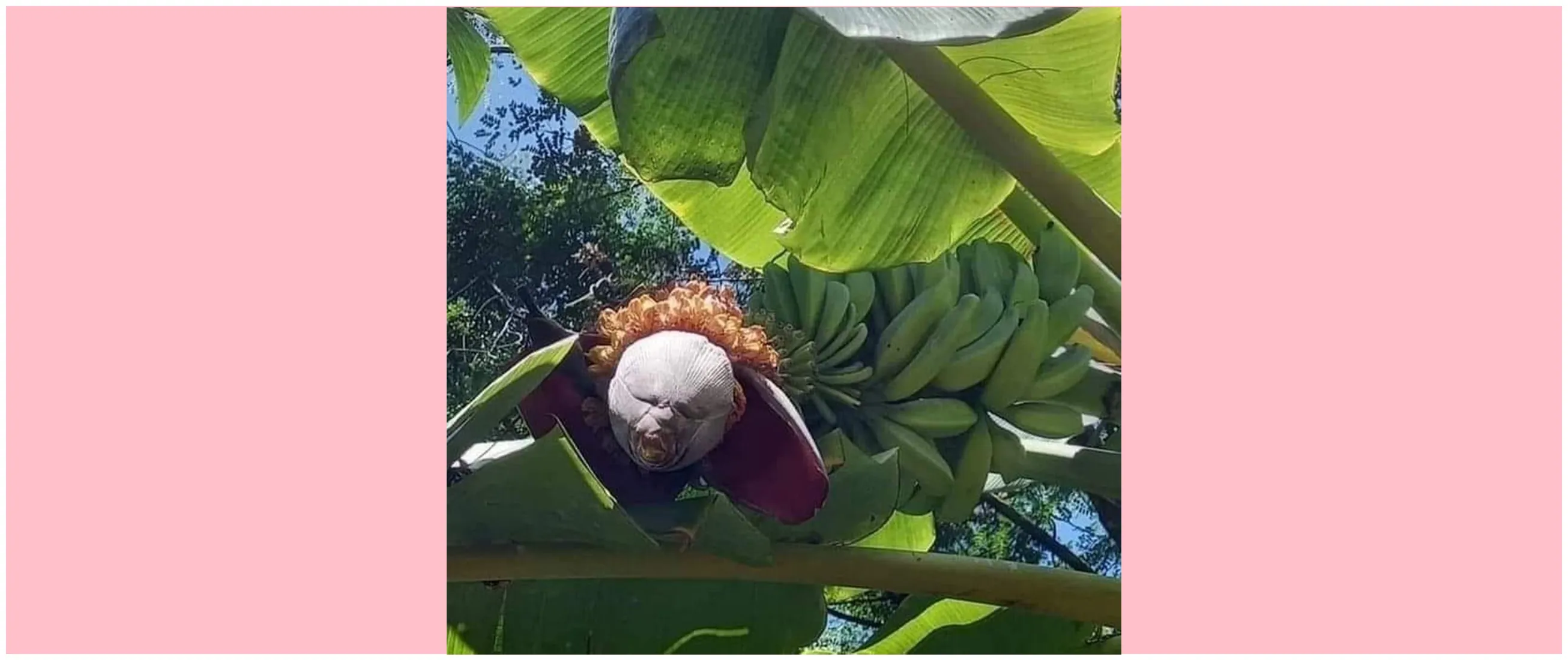 11 Potret kocak penampakan pohon pisang ini sekilas bikin kaget, endingnya malah nyengir