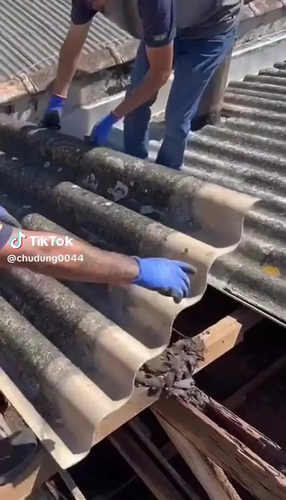 Kuli bongkar genting penuh kelelawar © TikTok