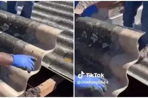 Siapin mental sebelum lihat, tukang bongkar genting penuh kelelawar ini penampakannya bikin geli 