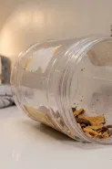 Simpel tanpa air atau minyak, ini trik basmi cicak cuma pakai 1 jenis ampas dapur