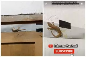 Bukan diberi umpan nasi atau gula, ini cara bikin perangkap cicak di dapur cuma modal Rp5.000-an