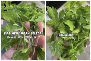Trik simpan daun seledri agar tetap hijau segar dan tak berubah rasa hingga 7 hari