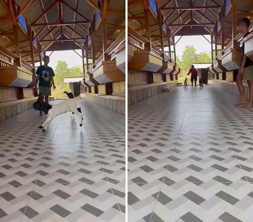 kandang kambing VIP © TikTok