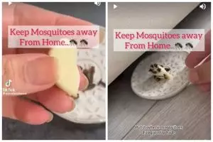 Tanpa ditambah kopi, ini cara bikin obat nyamuk bebas asap cuma modal 2 bahan dapur