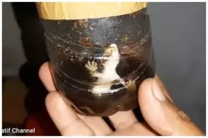 Tanpa gula atau nasi, ini cara bikin jebakan cicak ampuh pakai 1 ampas minuman