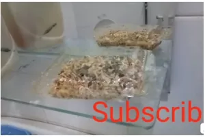 Tanpa kopi dan air, begini trik membuat obat nyamuk dari 1 jenis rempah dapur