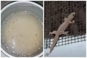 Bukan pakai bawang putih, ini cara membuat semprotan pembasmi cicak hanya dengan 1 bumbu dapur