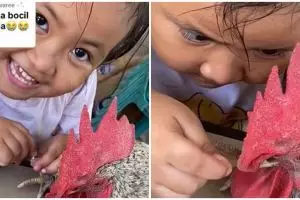 Aksi kocak bocah telaten buat nail art di kaki ayam jago, ekspresi ayamnya bikin heran