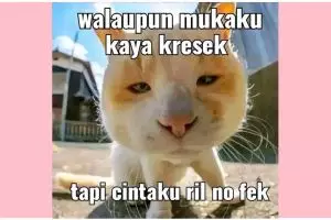 11 Potret kocak meme kucing ini isinya gombalan maut, cocok buat jomblo yang sedang PDKT