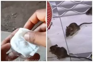 Bukan pakai bawang putih, ini cara bikin ramuan pengusir tikus dengan tambahan 1 bumbu dapur