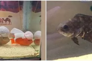 11 Penampakan kocak ikan dalam akuarium ini nggak ada yang beres, peliharaan siapa nih?