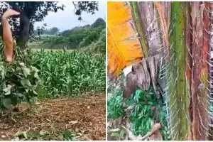 11 Potret kocak penampakan di kebun ini awalnya kaget endingnya bikin ngelus dada