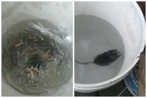 Modal Rp0, begini cara bikin jebakan tikus mengandalkan 1 jenis ampas dapur