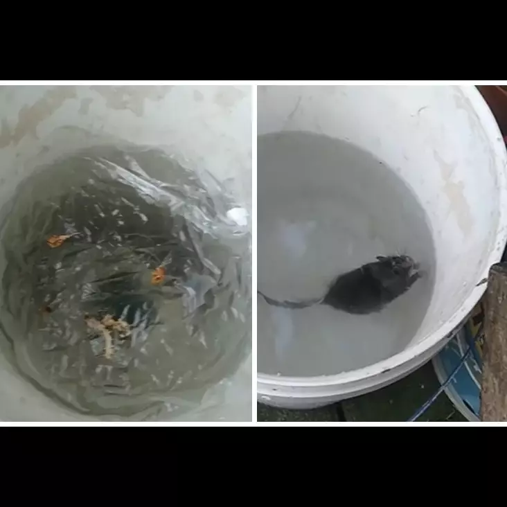 Modal Rp0, begini cara bikin jebakan tikus mengandalkan 1 jenis ampas dapur