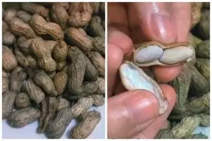 Bukan direbus atau digoreng, ini trik masak camilan kacang tanah agar empuk dan tak cepat basi