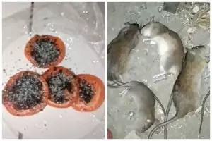 Cuma pakai 3 bahan dapur, begini cara bikin racun tikus yang ampuh
