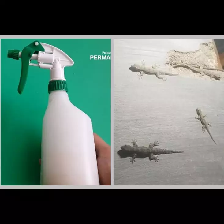 Modal 1 bahan dapur, begini cara mengusir cicak tanpa menyentuh atau bikin perangkap