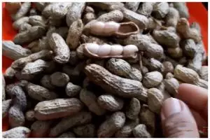 Hemat gas, ini trik merebus kacang tanah agar tetap empuk dalam 5 menit